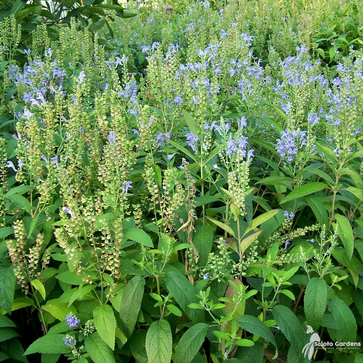 Scutellaria incana (Downy Skullcap) - 1 gal