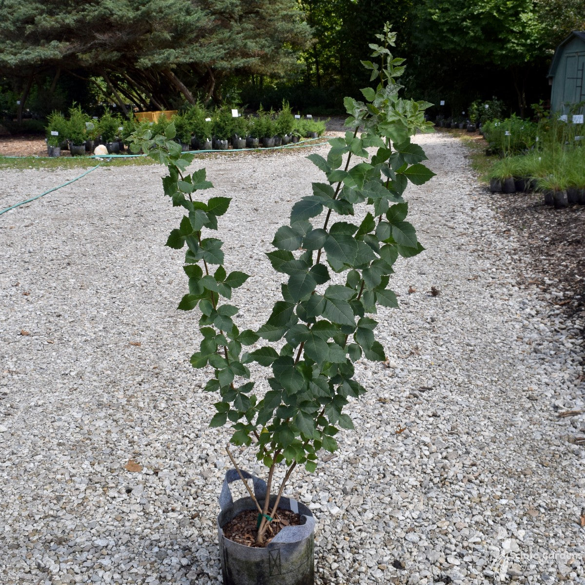 Rhus aromatica (Fragrant Sumac) - QT