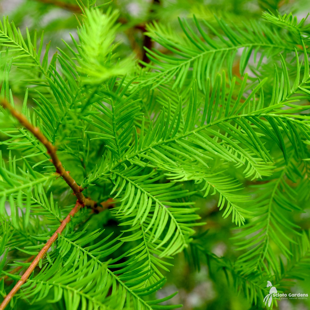 Taxodium distichum (Bald Cypress) - 5 gal