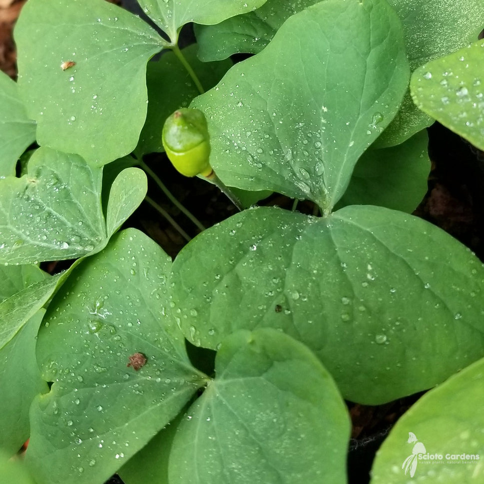 Jeffersonia diphylla (Twinleaf) - 1 gal