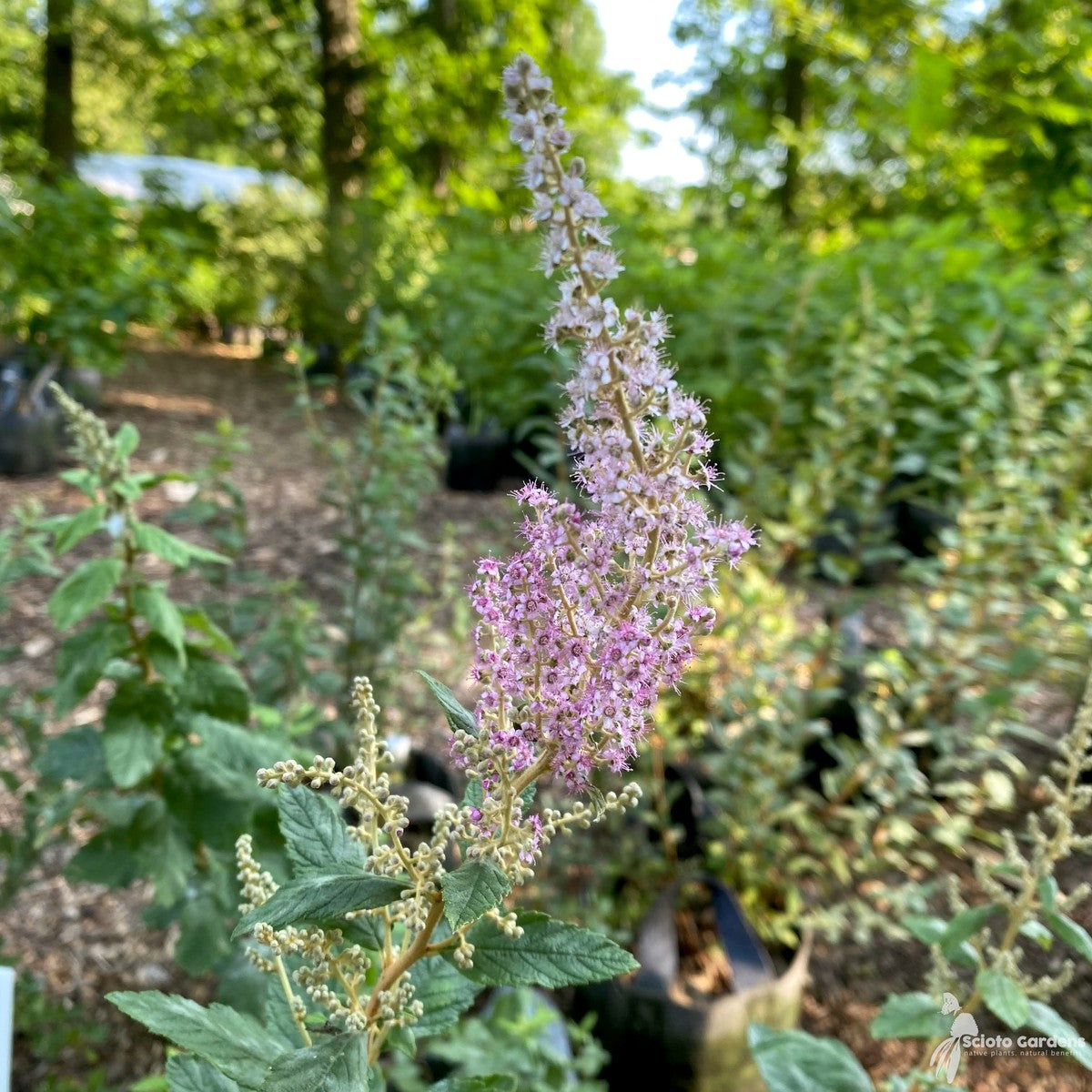Spiraea tomentosa (Steeplebush) - QT