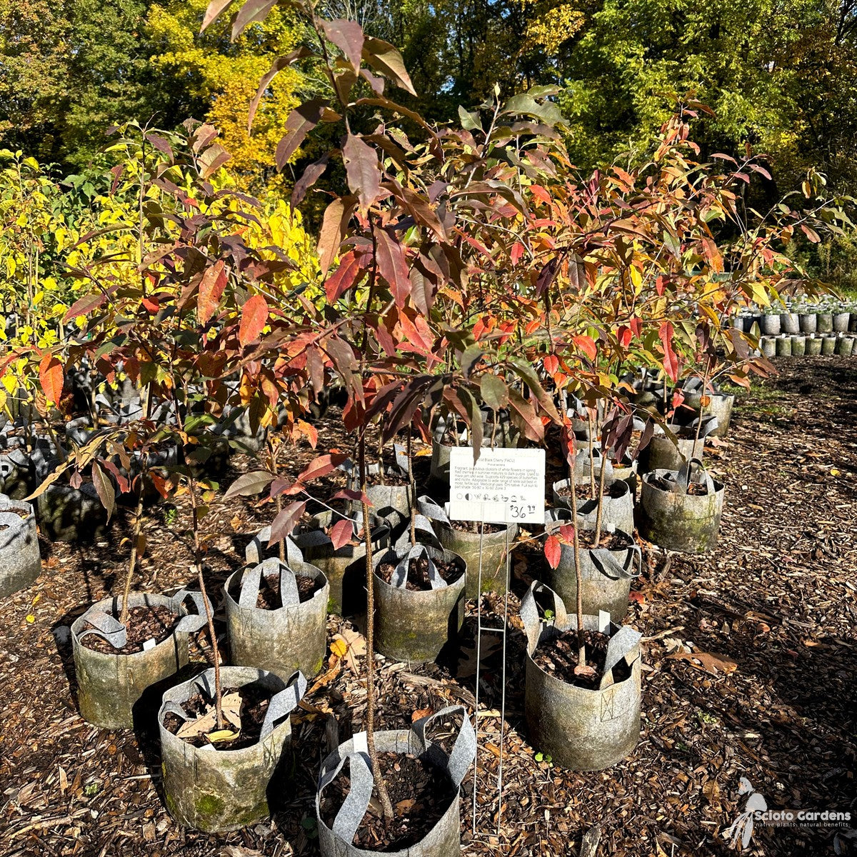 Prunus serotina (Wild Black Cherry) - 3 gal