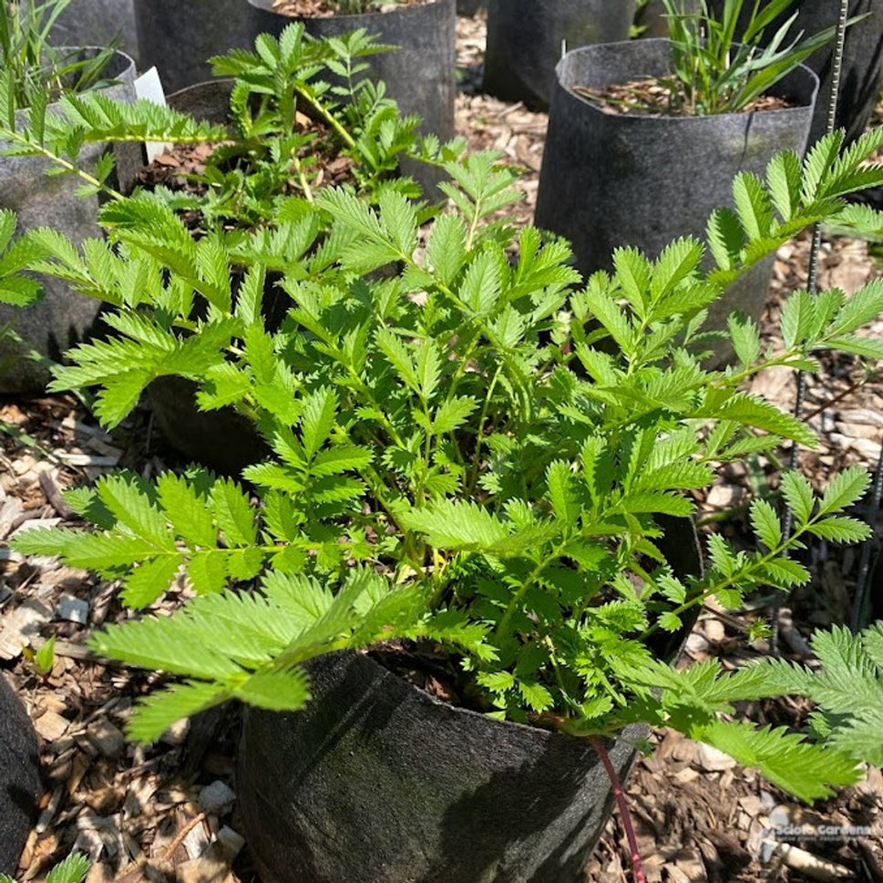Argentina anserina (Heritage Garden) (Silverweed, Silver Cinquefoil) - 2 gal