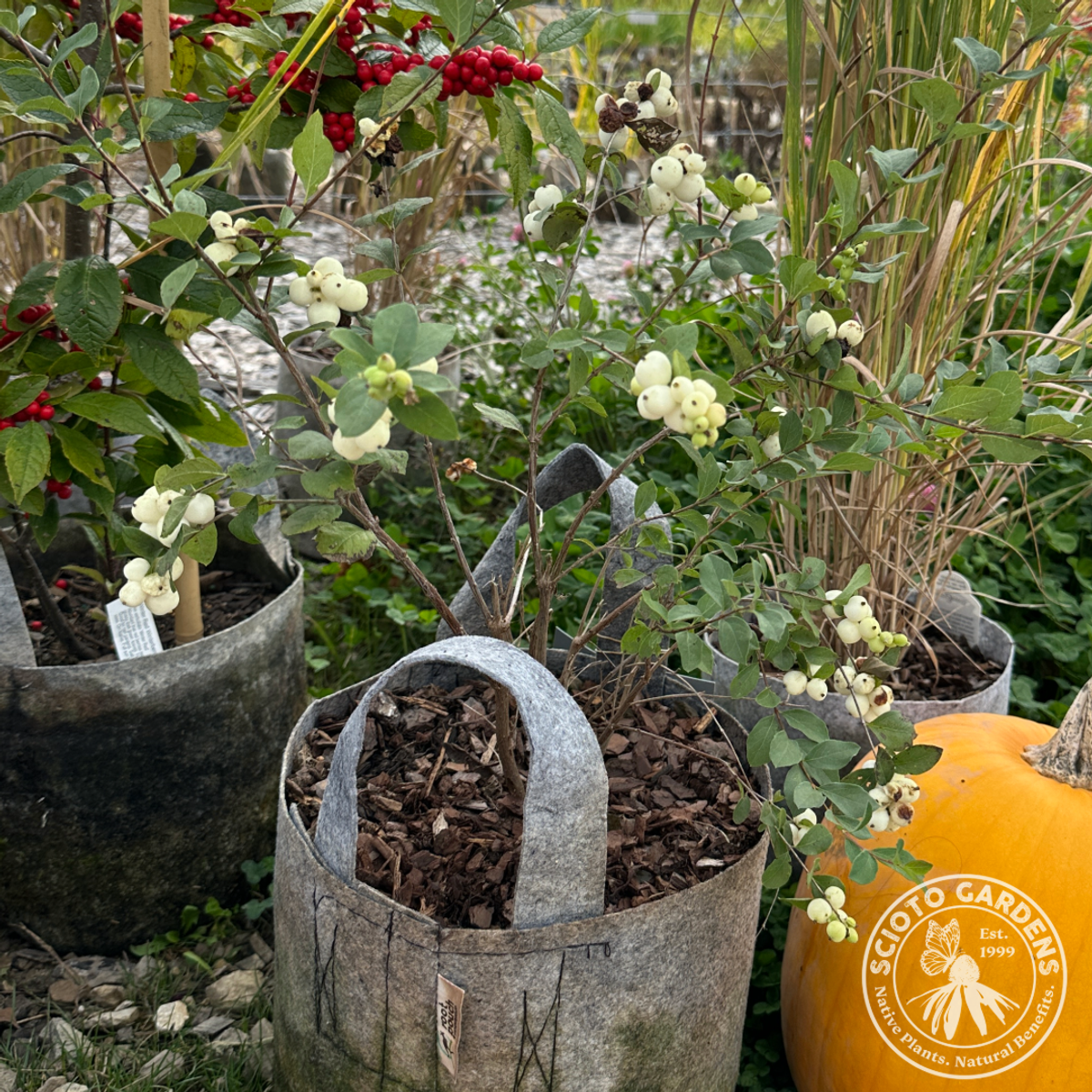 Symphoricarpos doorenbosii 'Kolmava' (Magical Avalanche® Snowberry) - 3 gal