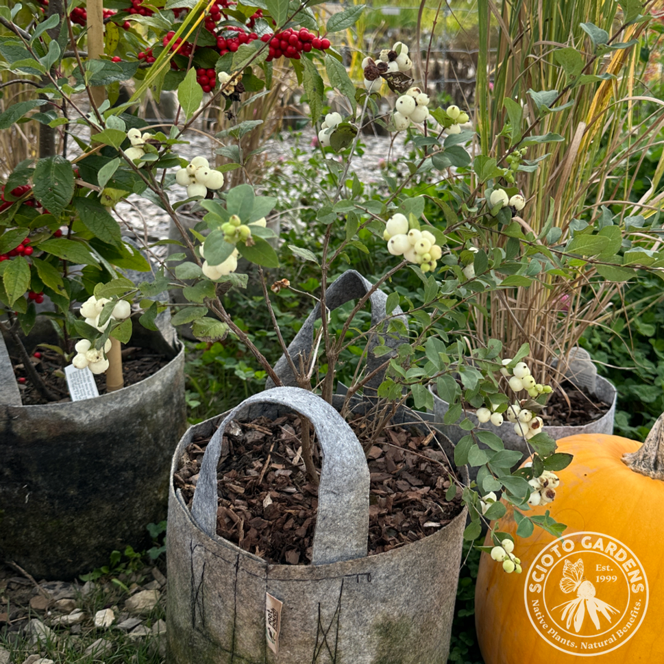 Symphoricarpos doorenbosii 'Kolmava' (Magical Avalanche® Snowberry) - 3 gal