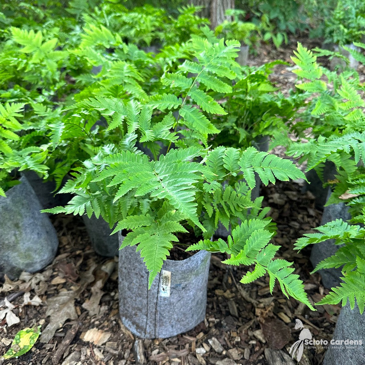 Dryopteris goldiana (Goldie's Fern) - 1 gal