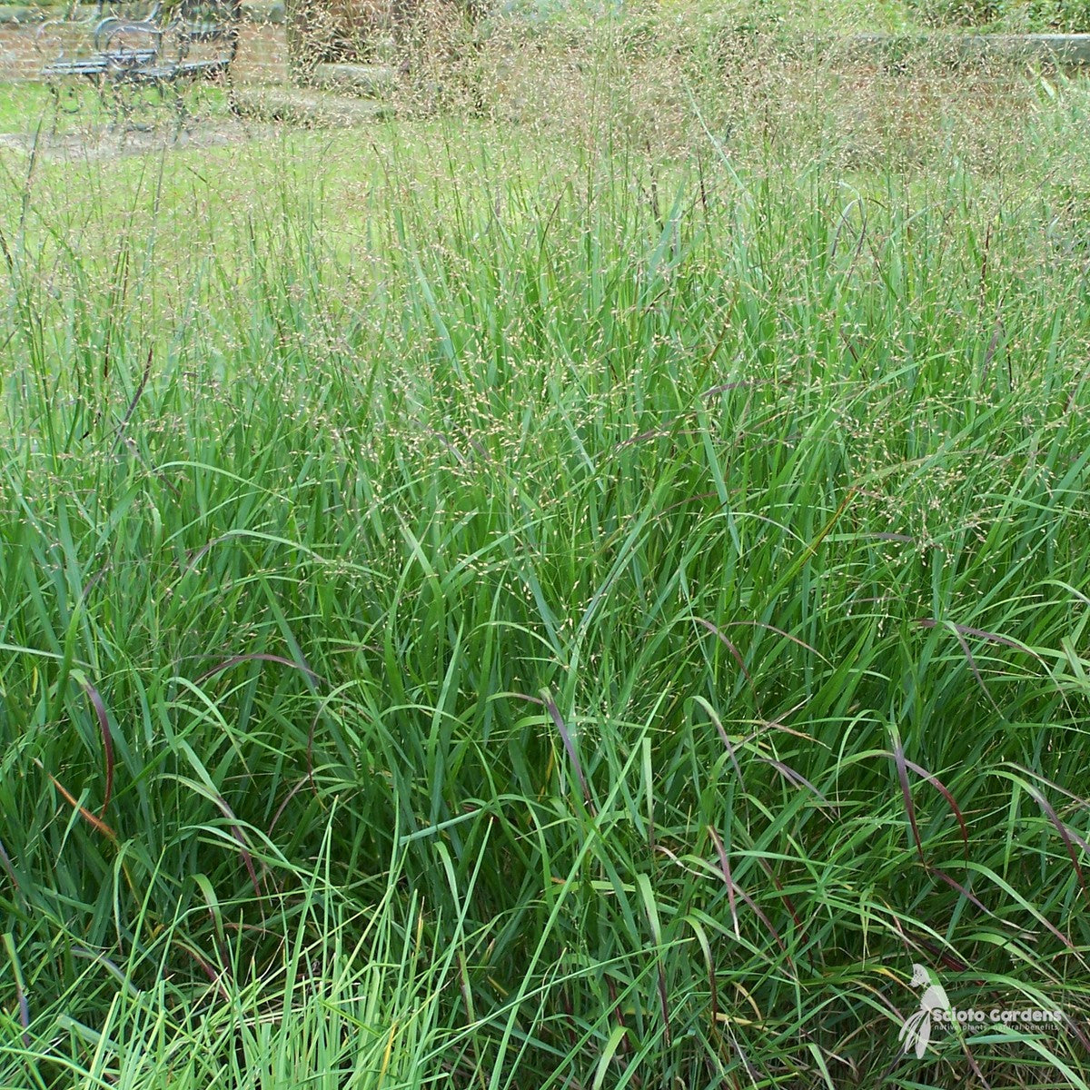 Panicum virgatum 'Shenandoah' (Shenandoah' Switchgrass) - 2 gal