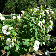 Hibiscus moscheutos (Common Rose Mallow) - 2 gal