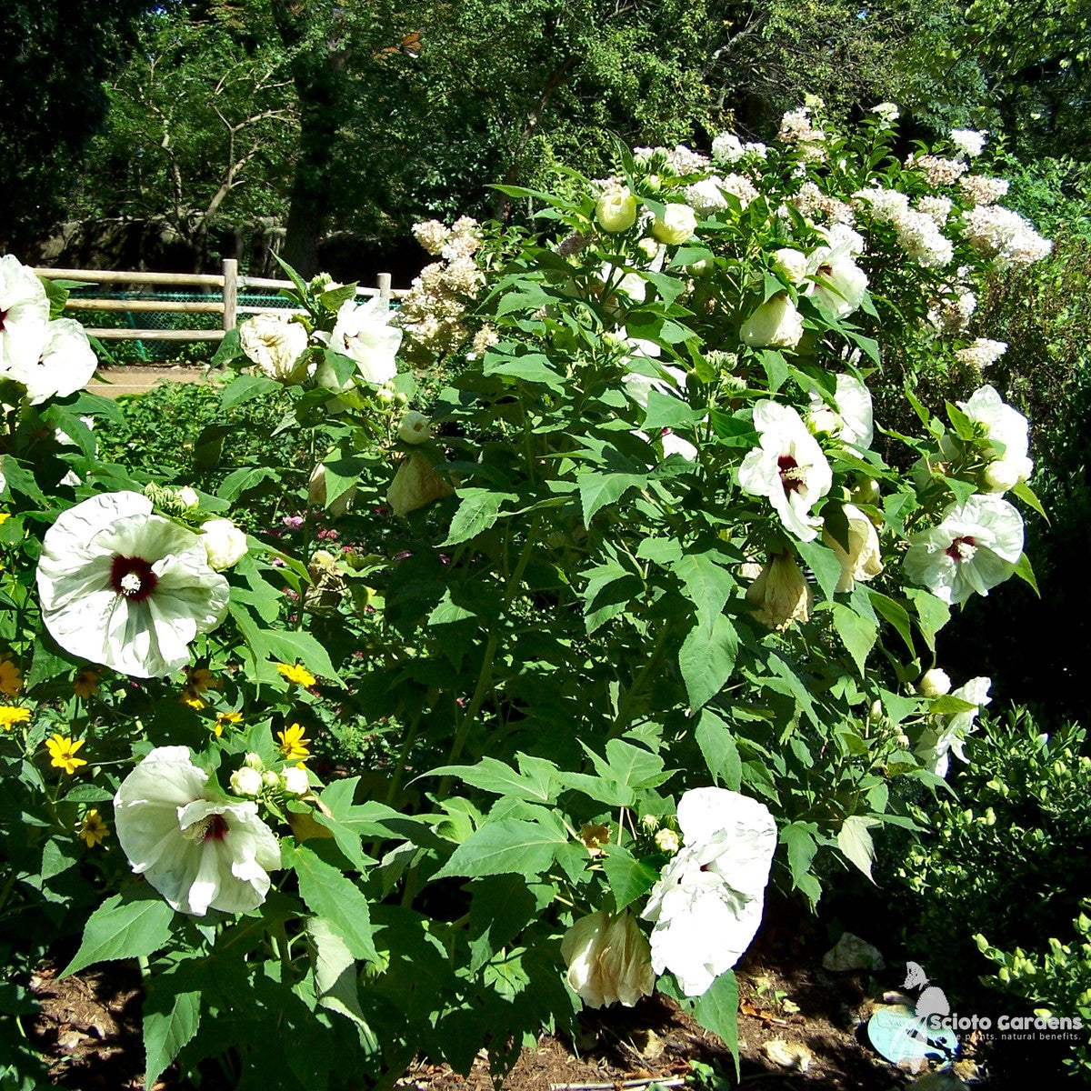 Hibiscus moscheutos (Common Rose Mallow) - 2 gal