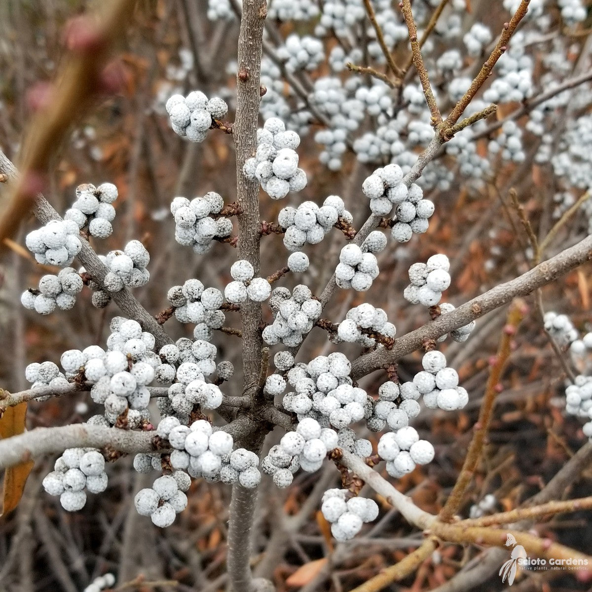 Myrica (Morella) pensylvanica (Northern Bayberry) - 3 gal