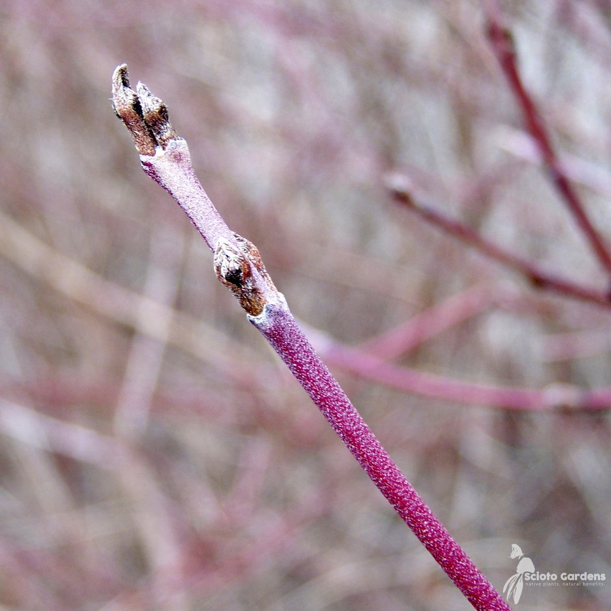 Cornus racemosa (Gray Dogwood) - 3 gal