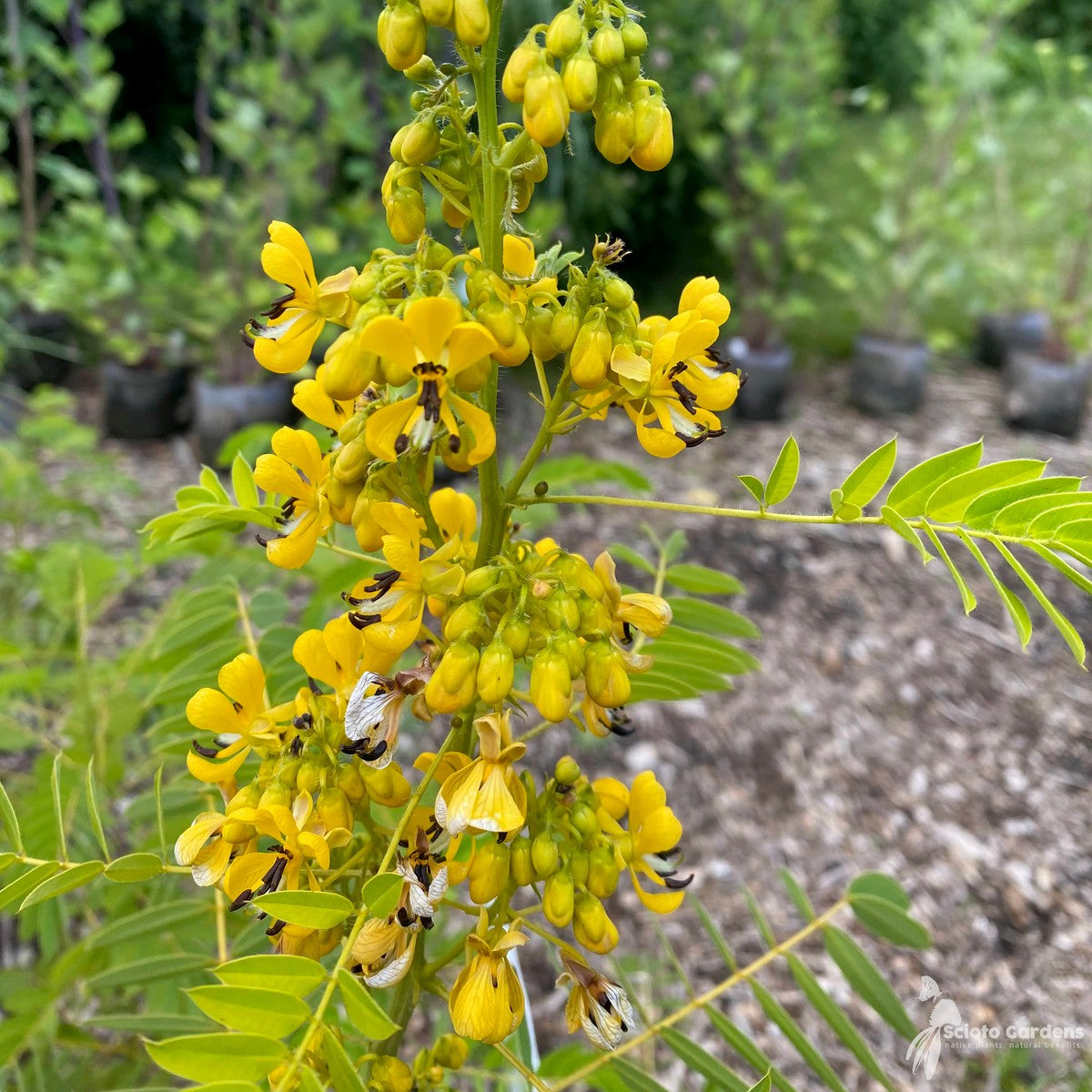 Senna hebecarpa (Wild Senna) - 2 gal