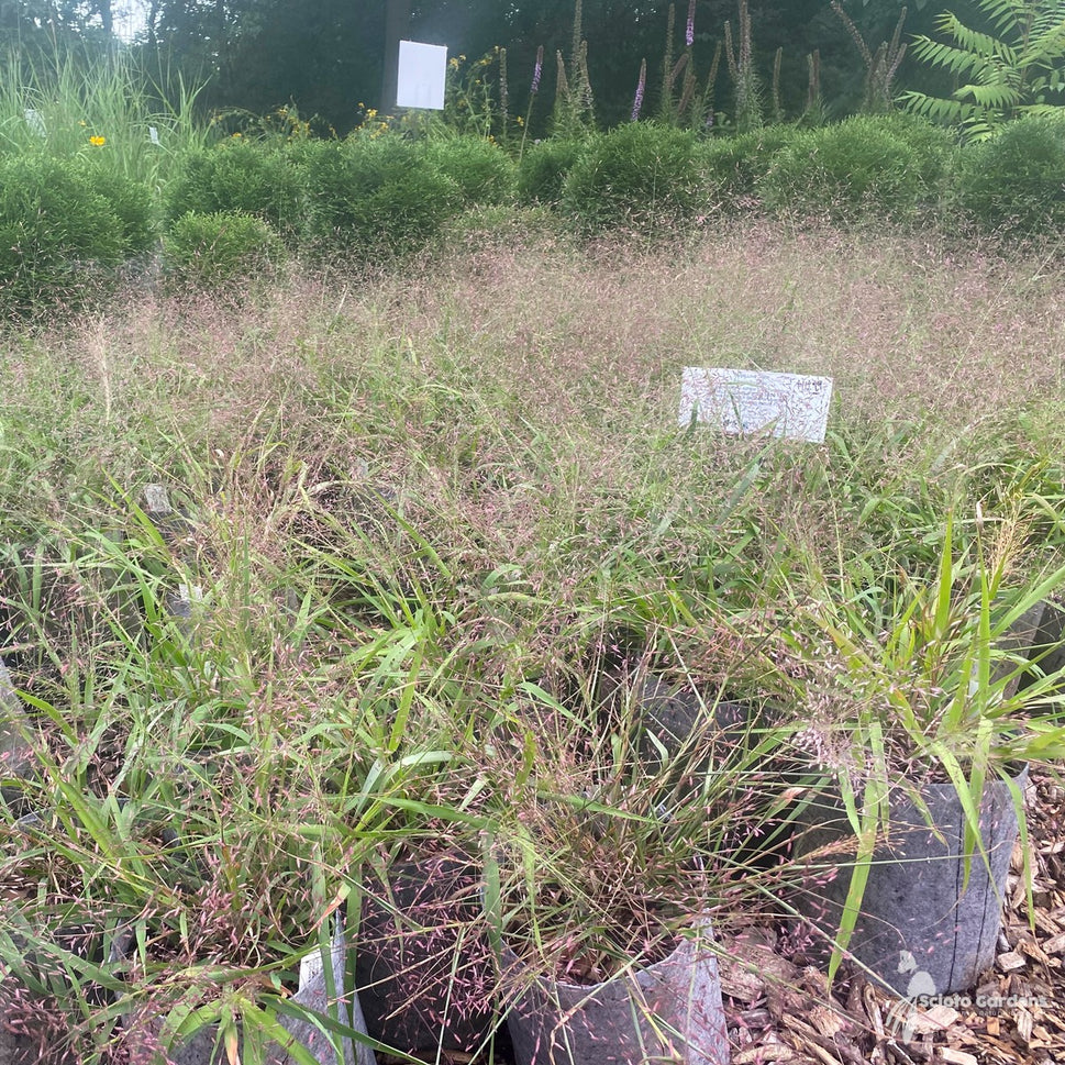 Eragrostis spectabilis (Purple Love Grass) - 1 gal