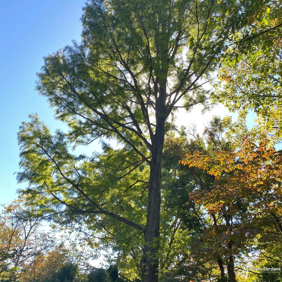 Taxodium distichum (Bald Cypress) - 5 gal