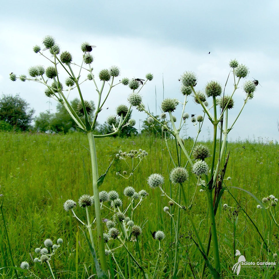 Eryngium yuccifolium (Rattlesnake Master) - 3QT