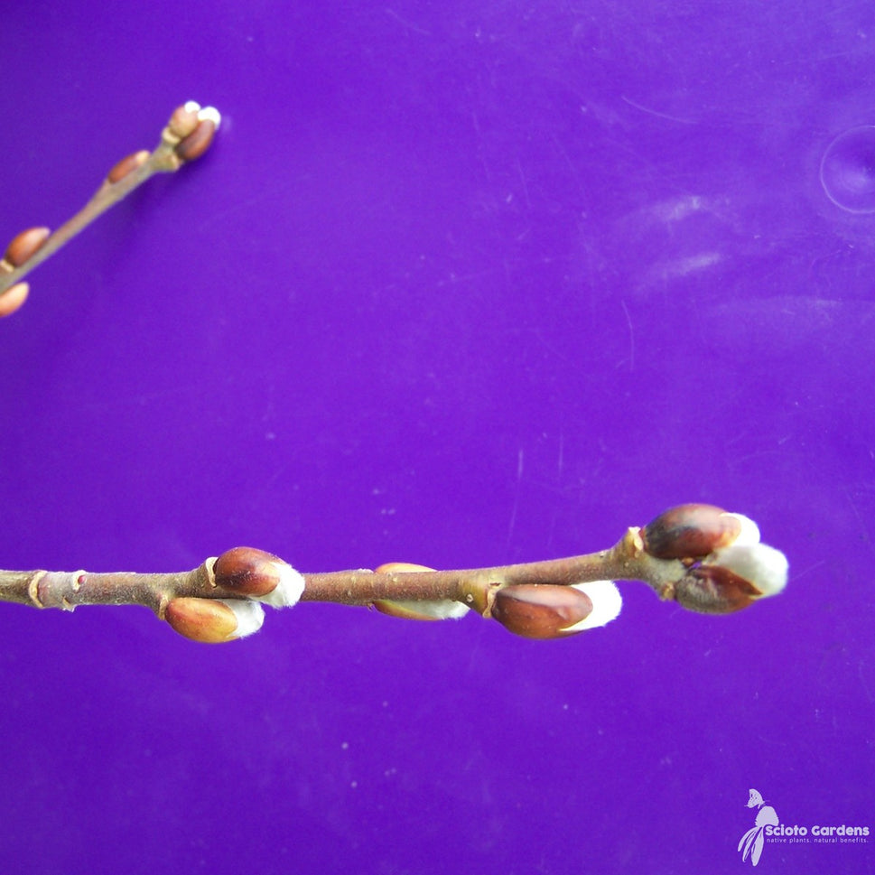 Salix discolor (Pussy Willow) - 3 gal