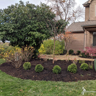 Thuja o. 'Hetz Midget' (Hetz Midget' American Arborvitae) - QT
