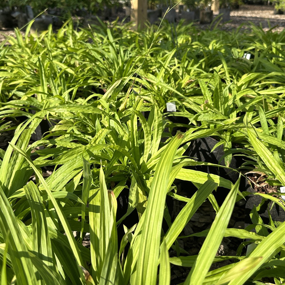 Carex plantaginea (Seersucker Sedge) - 3QT