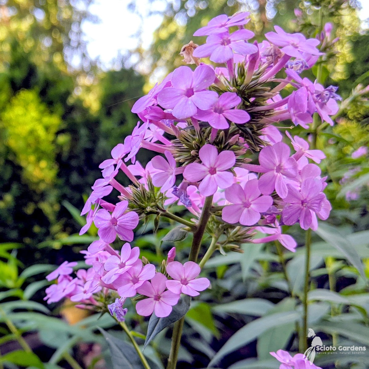 Phlox paniculata 'Jeana' ('Jeana' Tall Garden Phlox) - 1 gal