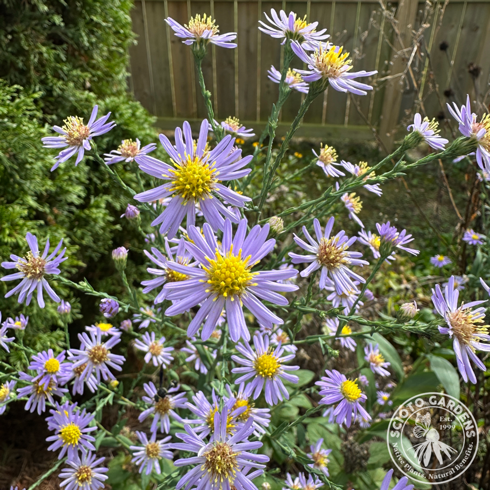 Aster [Symphyotrichum] laevis (Smooth Aster) - 1 gal