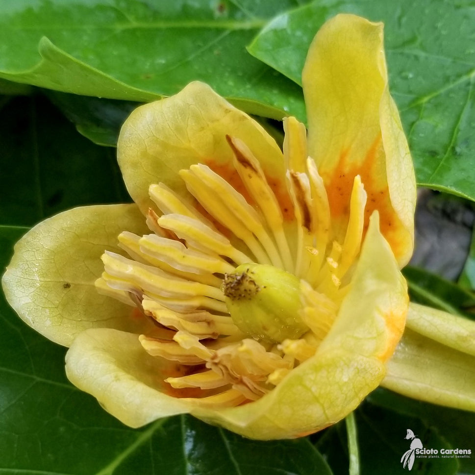 Liriodendron tulipifera (Tulip Tree) - QT