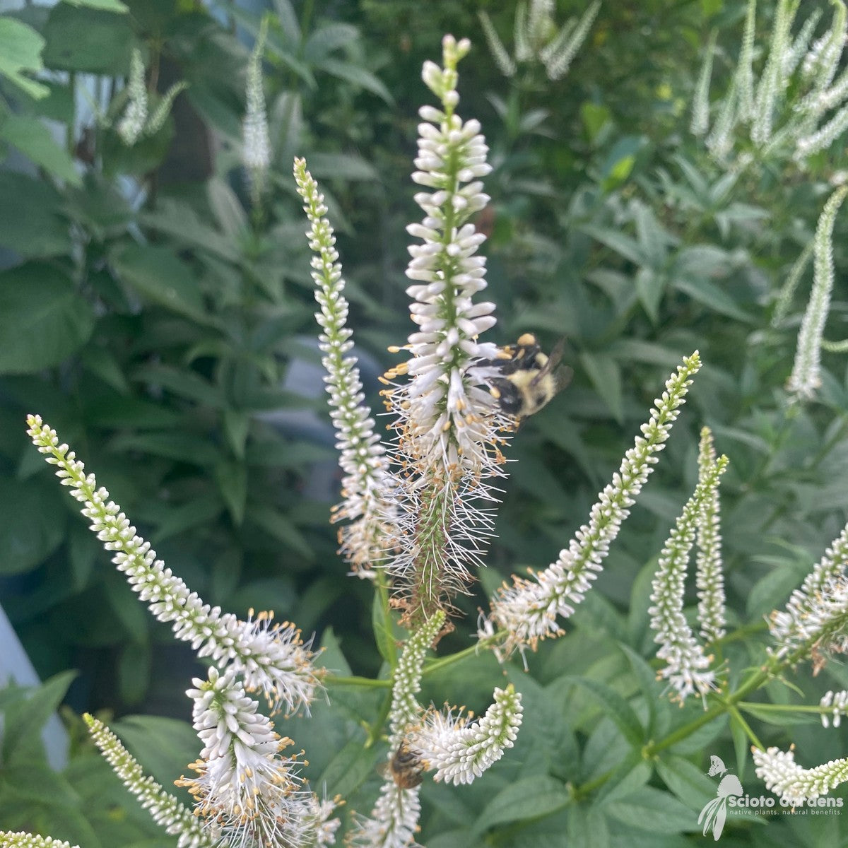 Veronicastrum virginicum (Culver's Root) - 2 gal