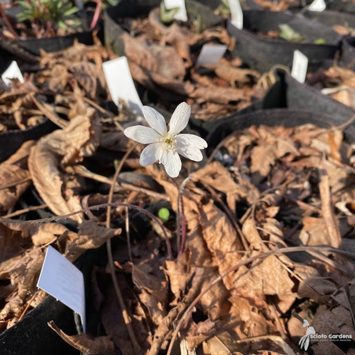 Hepatica acutiloba (Sharp-lobed Liverleaf) - 3QT