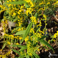 Solidago caesia (Bluestem Goldenrod) - 1 gal