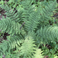 Dryopteris marginalis (Eastern Wood Fern) - 3QT
