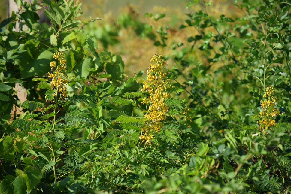 Senna hebecarpa (Wild Senna) - 2 gal