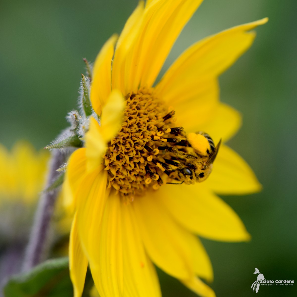 Helianthus mollis (Downy Sunflower) - 2 gal