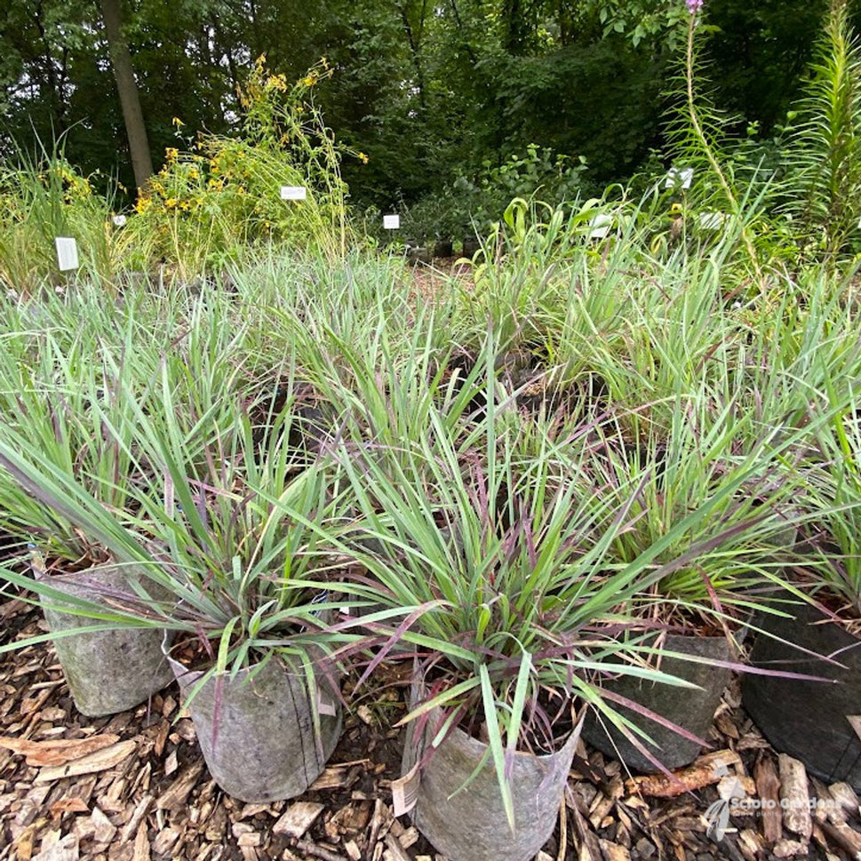 Schizachyrium s. 'Standing Ovation' PP25202 (Standing Ovation' Little Bluestem) - 1 gal