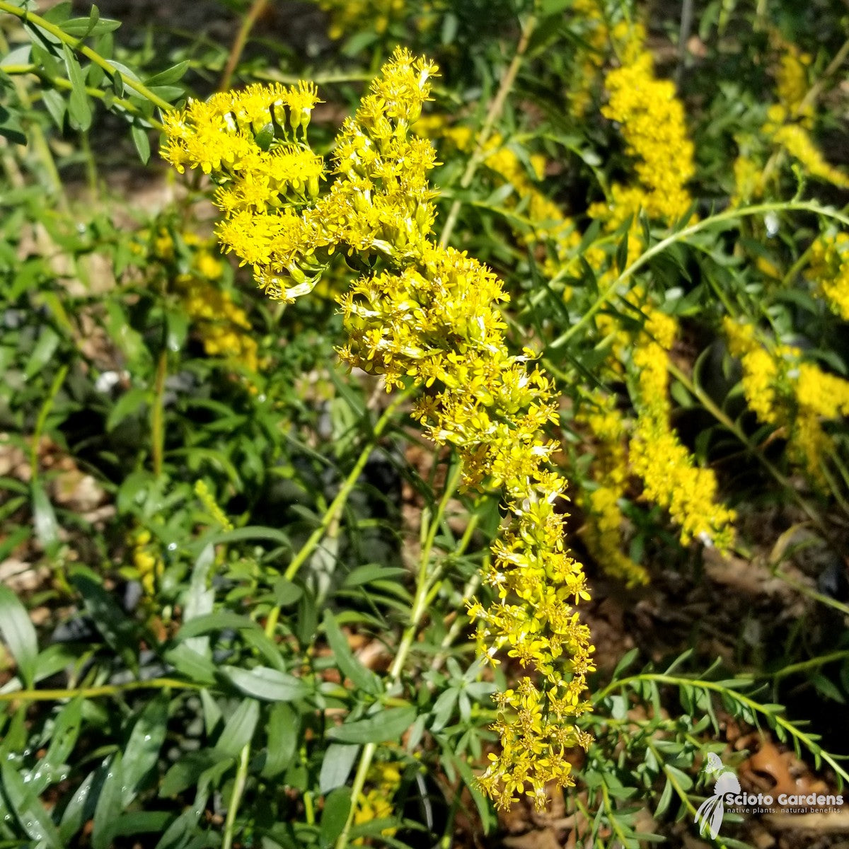 Solidago shortii 'Solar Cascade' ('Solar Cascade' Short's Goldenrod) - 2 gal