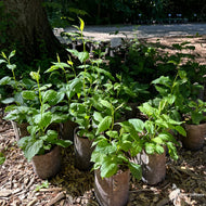 Solidago flexicaulis (Zigzag Goldenrod) - 1 gal
