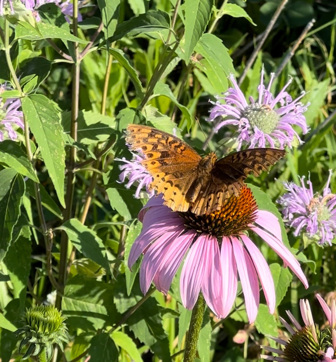 Echinacea purpurea (Purple Coneflower) - 1 gal