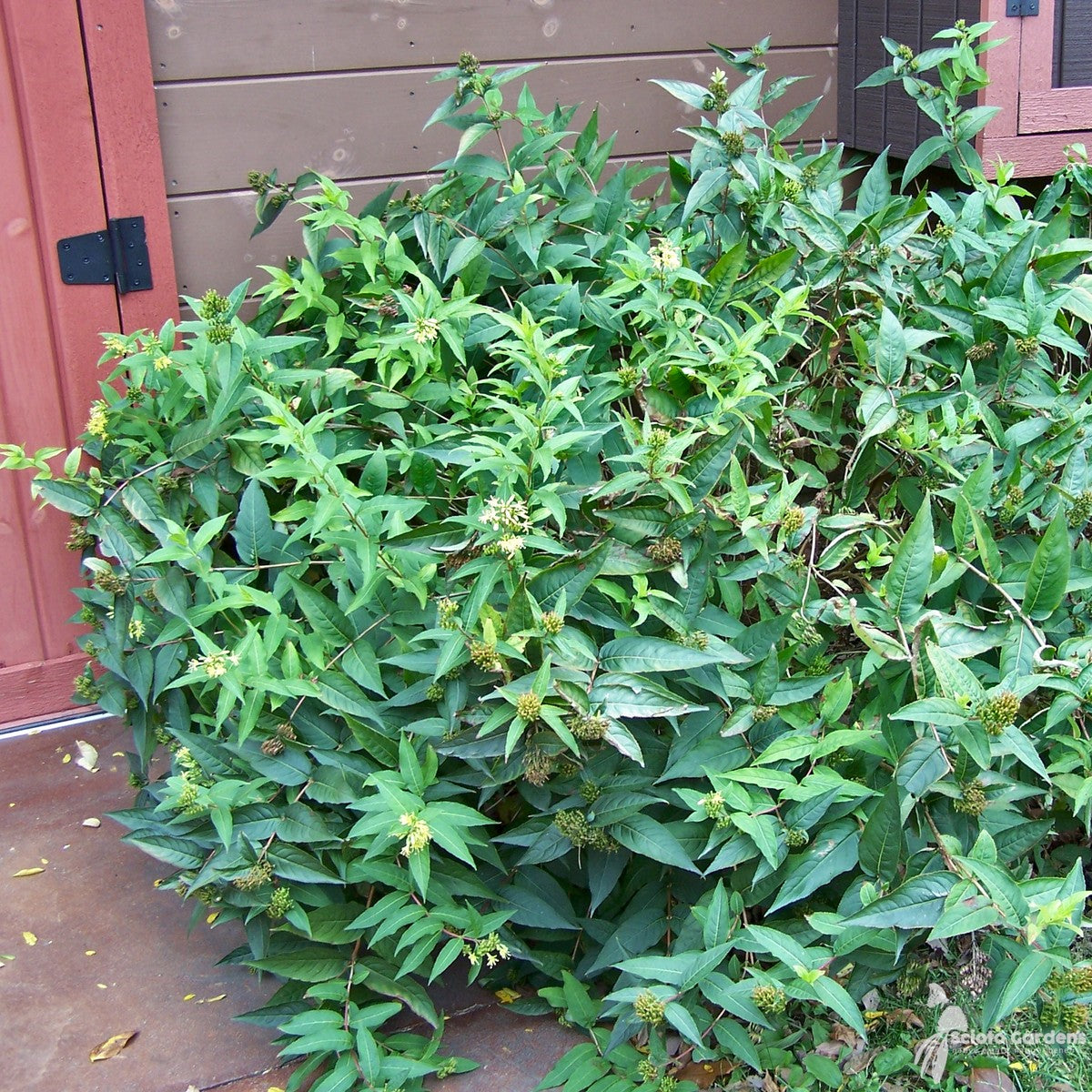 Diervilla lonicera (Native Bush Honeysuckle) - 3 gal