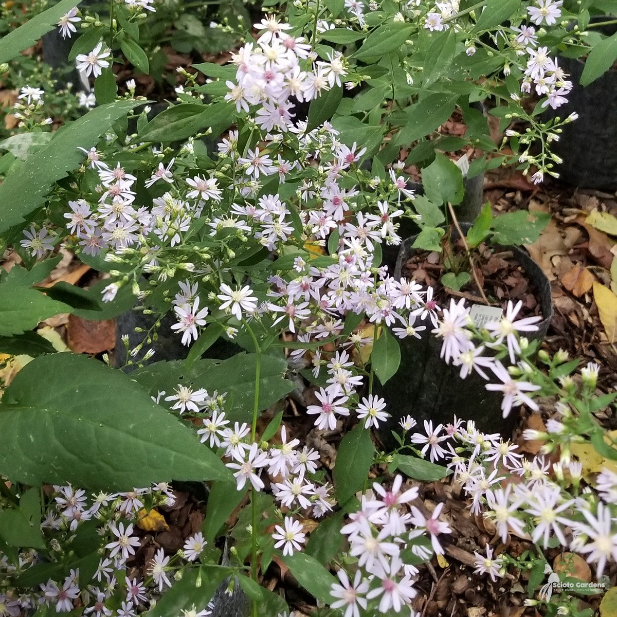 Aster cordifolius (Blue Wood Aster) - 1 gal
