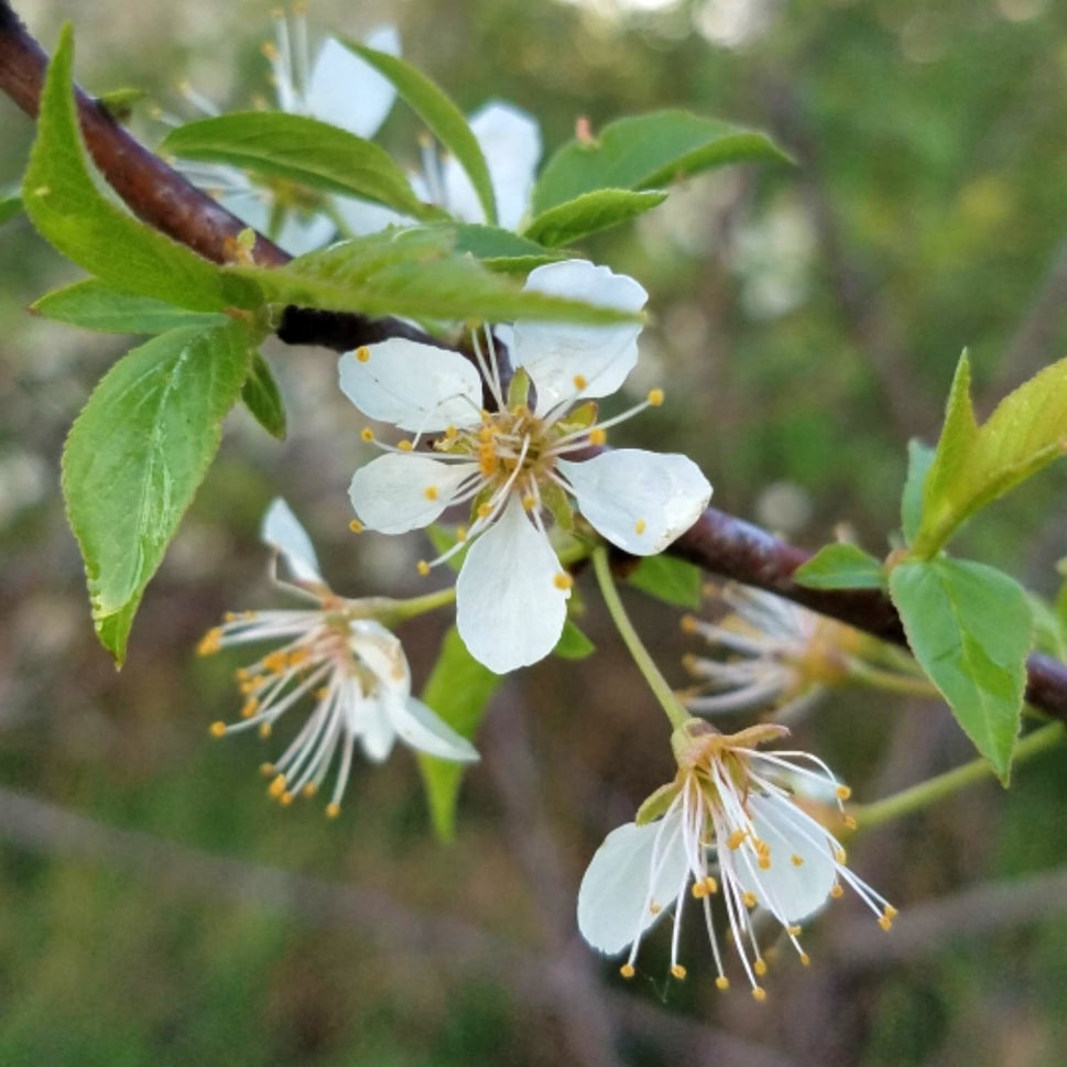 Prunus americana (American Red Plum) - 3 gal