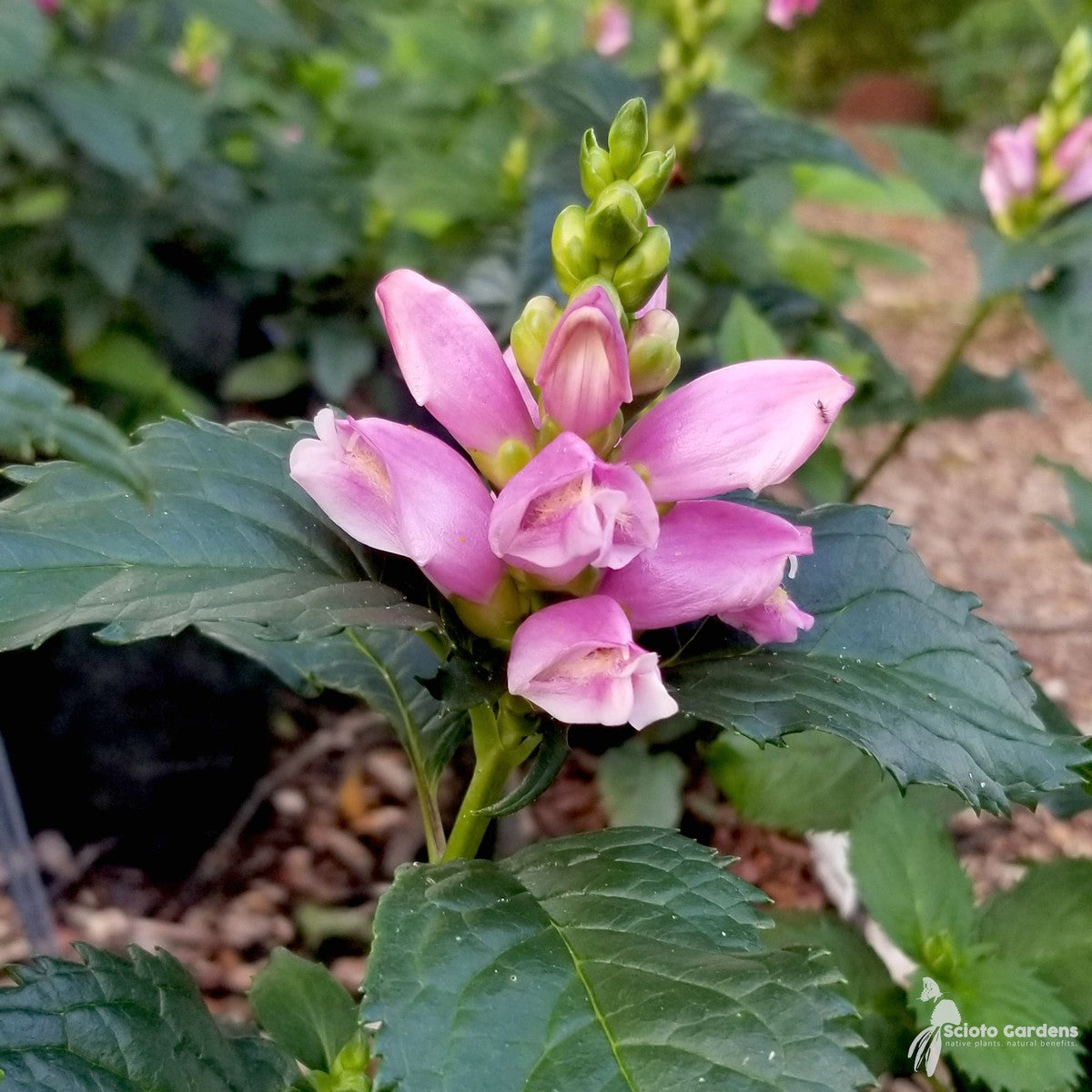 Chelone lyonii 'Hot Lips' ('Hot Lips' Pink Turtlehead) - 1 gal