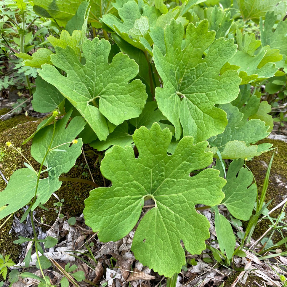 Sanguinaria canadensis (Bloodroot) - 1 gal