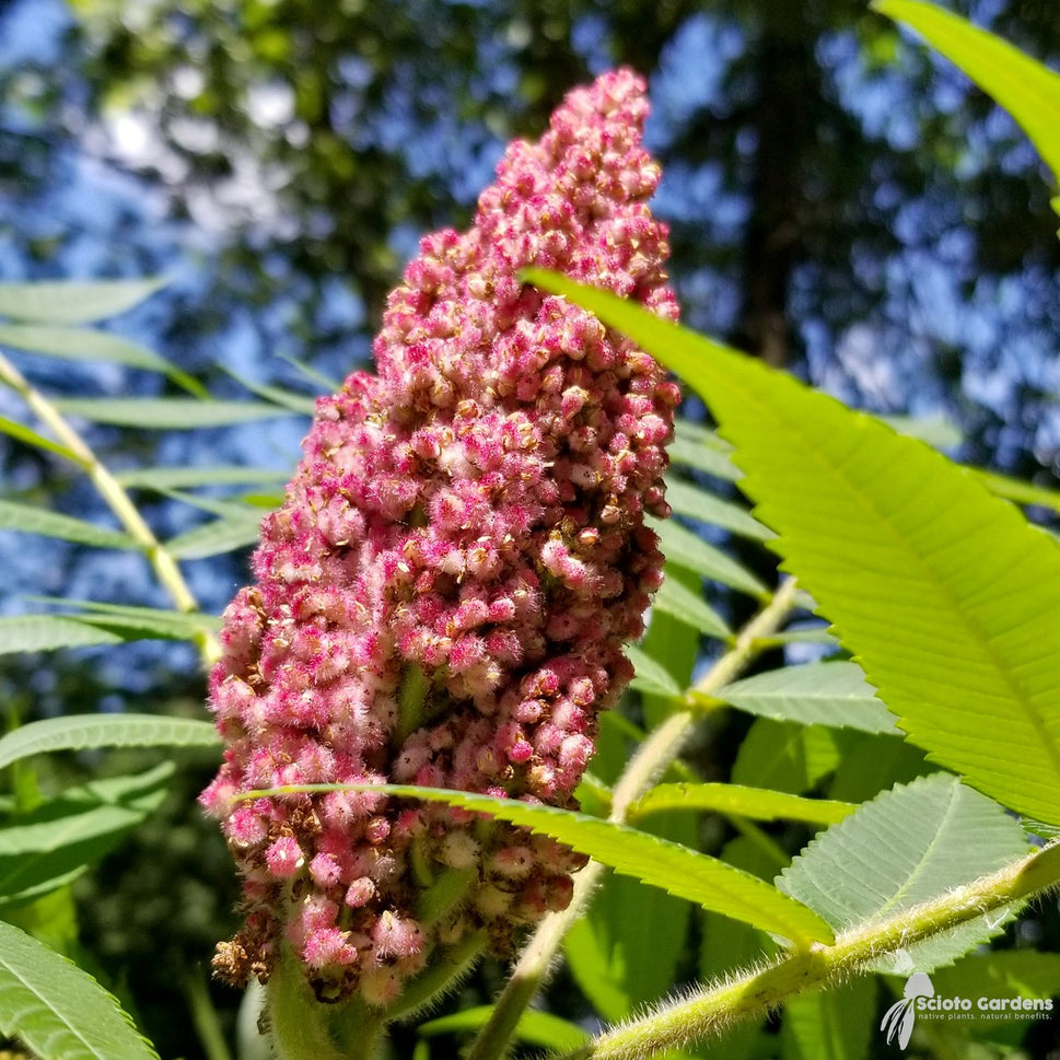 Rhus typhina (Staghorn Sumac) - 3 gal