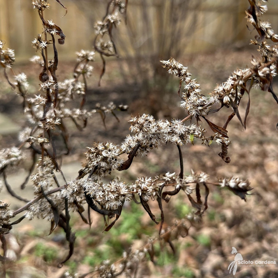 Solidago caesia (Bluestem Goldenrod) - 1 gal