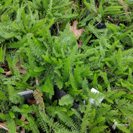Achillea m. 'Oertel's Rose' (Oertel's Rose Yarrow) - 1 gal
