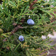 Juniperus virginiana (Eastern Red Cedar) - QT