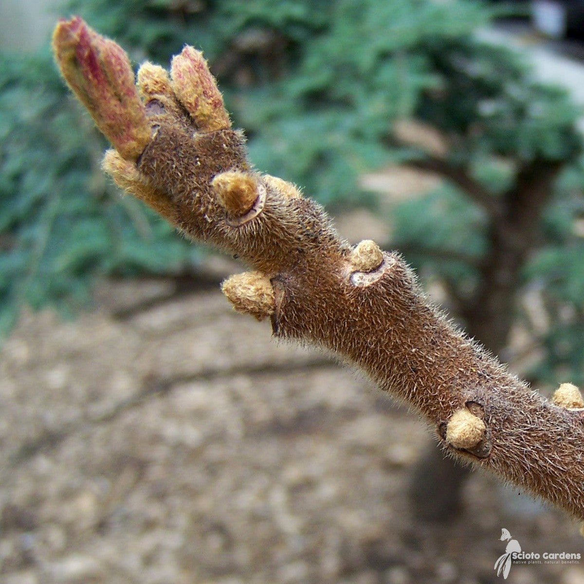 Rhus typhina (Staghorn Sumac) - QT