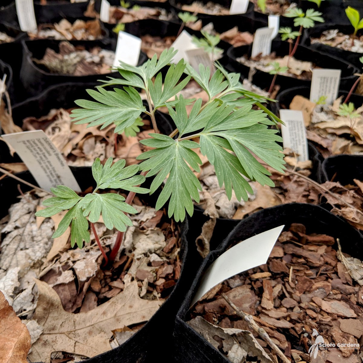 Dicentra cucullaria (Dutchman's Breeches) - 3QT