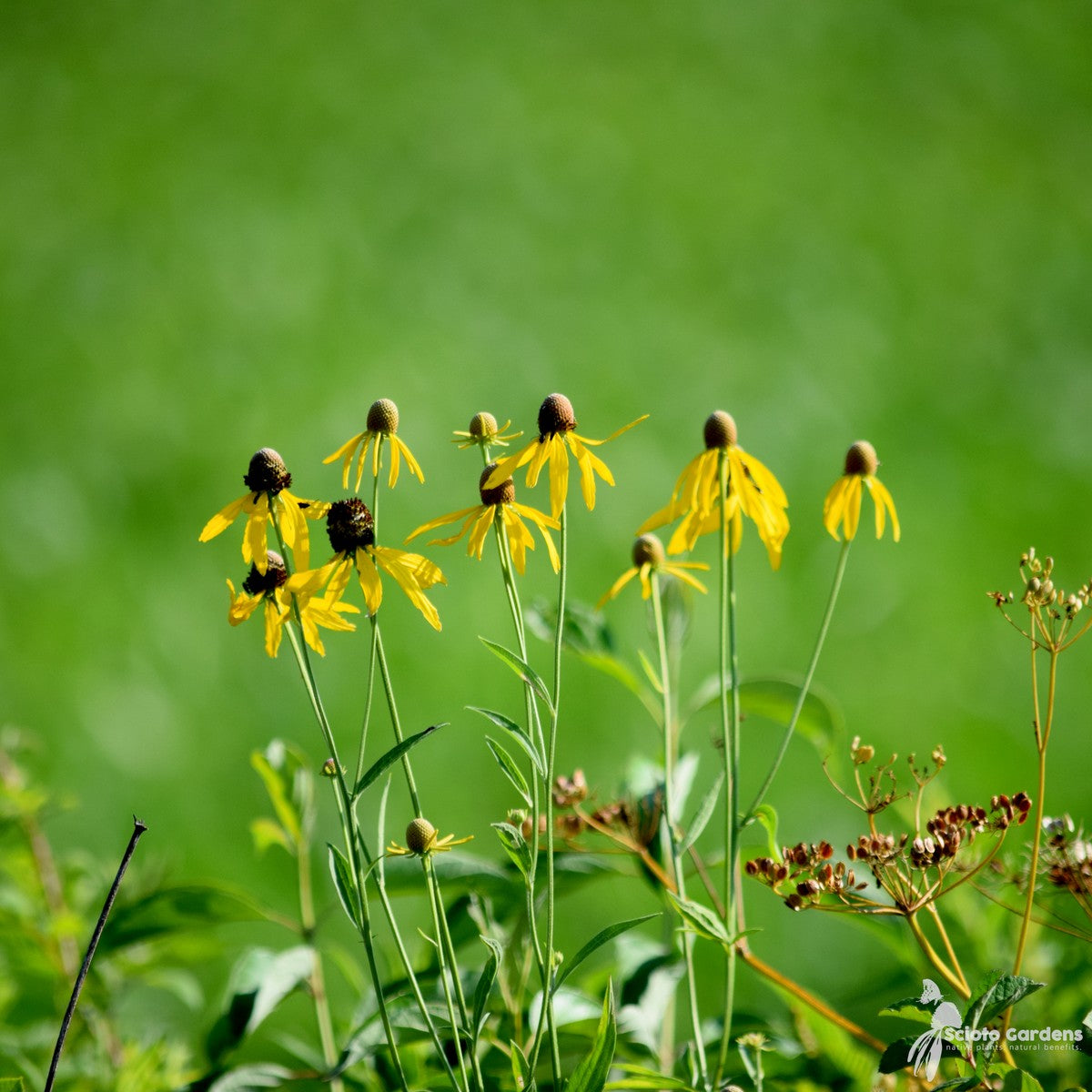 Ratibida pinnata (Prairie Coneflower) - 2 gal