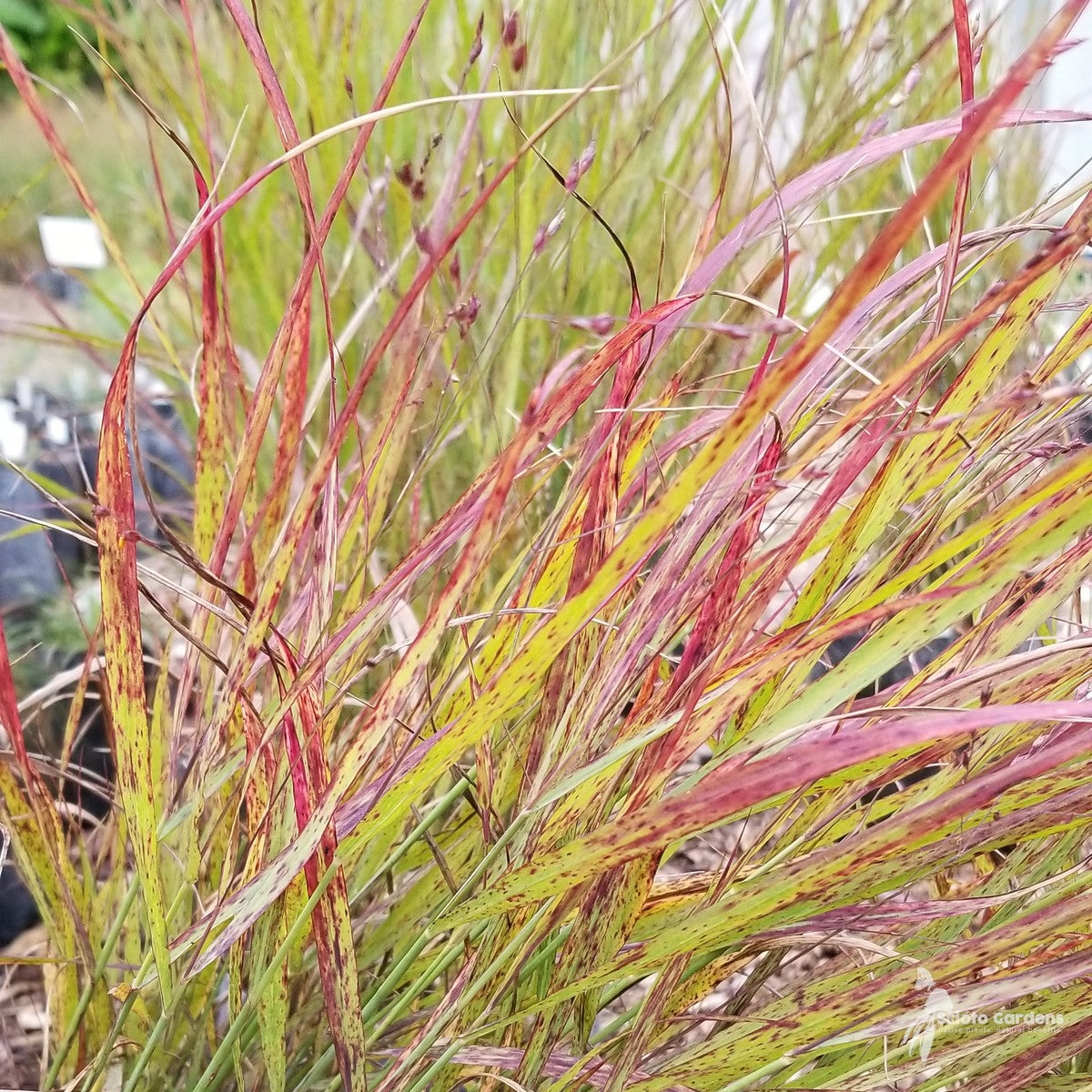 Panicum virgatum 'Shenandoah' (Shenandoah' Switchgrass) - 2 gal