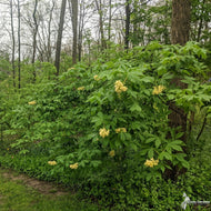 Aesculus glabra (Ohio Buckeye) - 1 gal