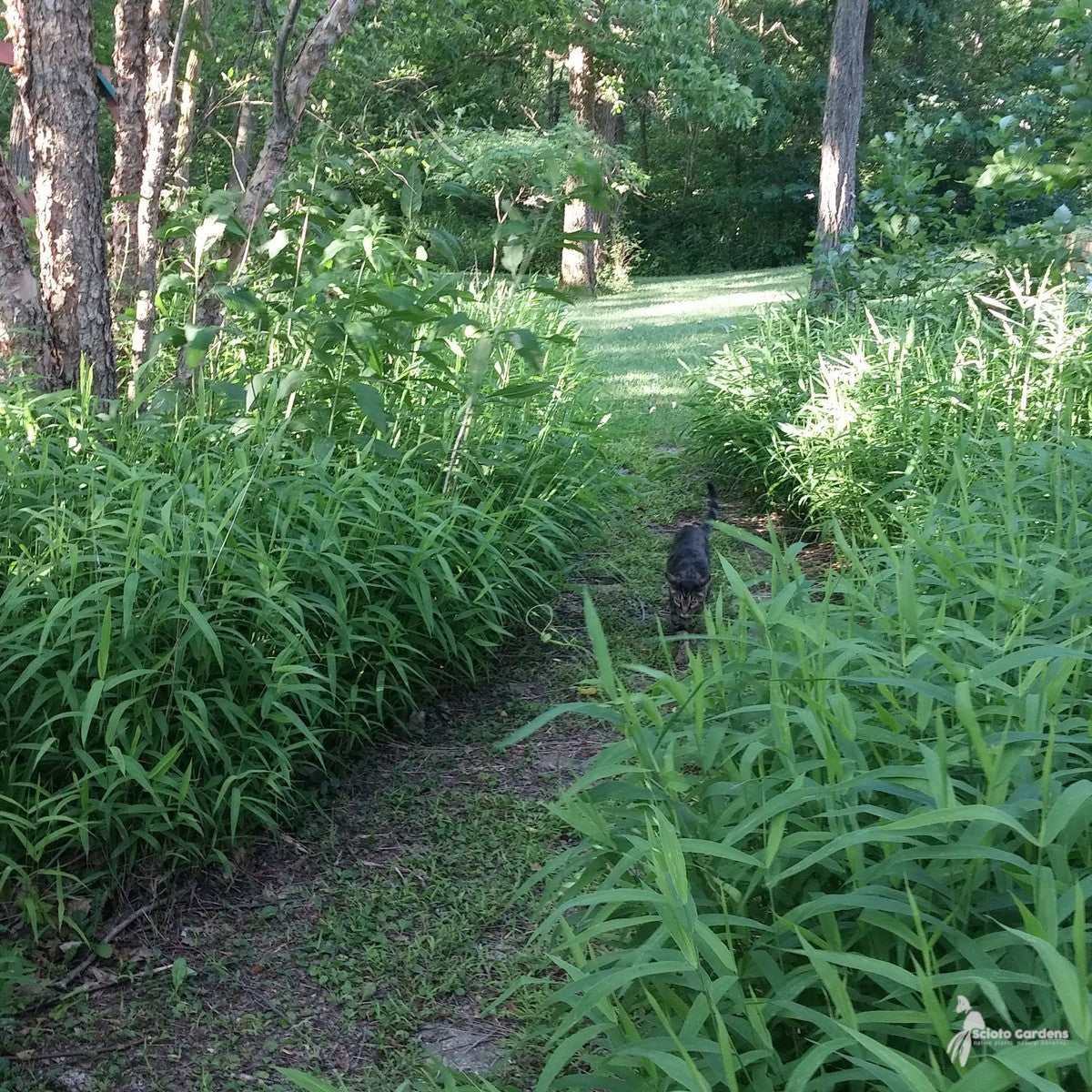 Chasmanthium latifolium (Northern Sea Oats) - 1 gal